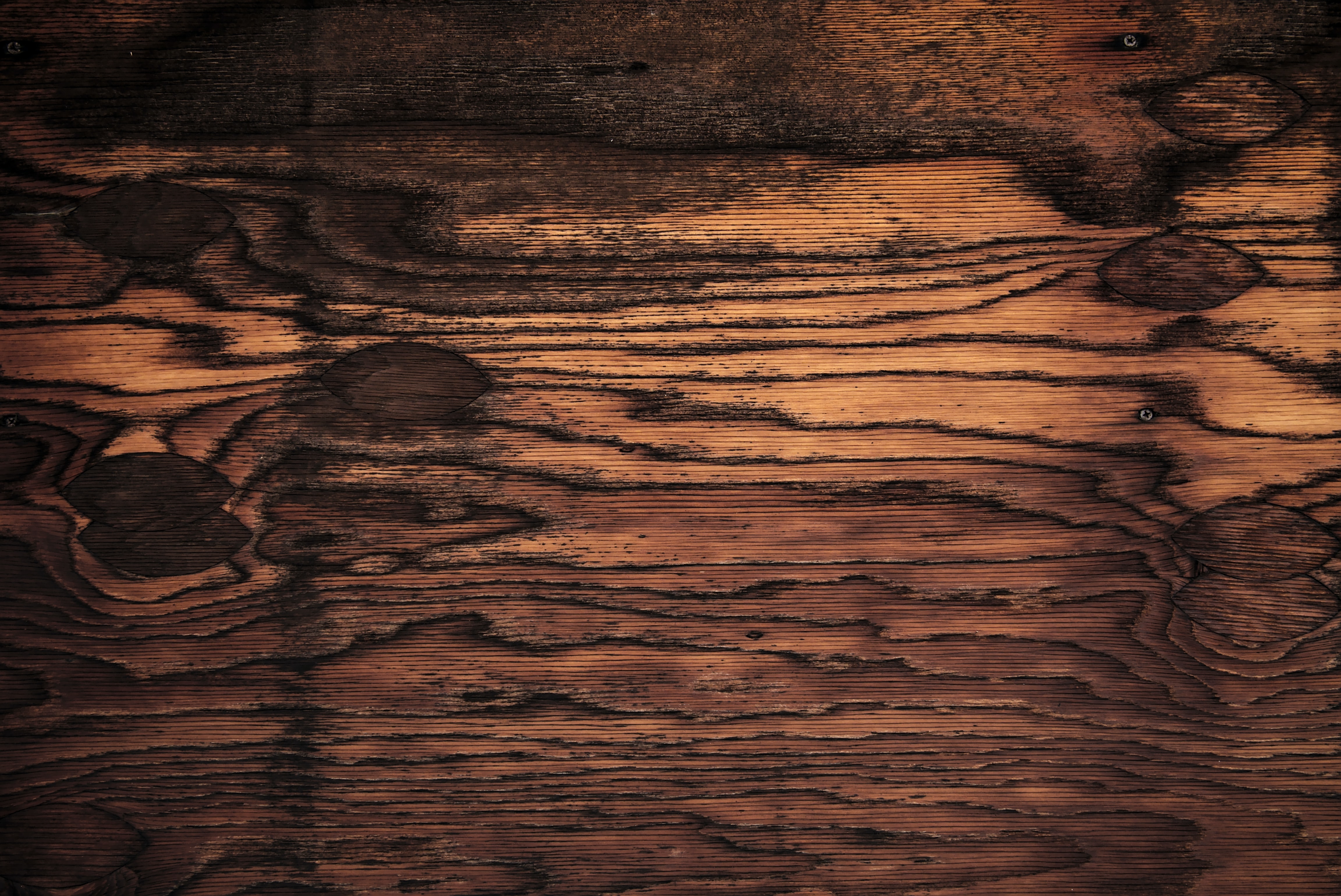 THE OAK IS MORE THAN A TREE